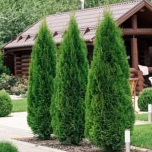10 Emerald Green Arborvitae Trees/Shrubs - 6-12" Tall Live Plants - Evergreen Hedges/Bushes - Thuja occidentalis 'Smaragd' - (10 Pack)