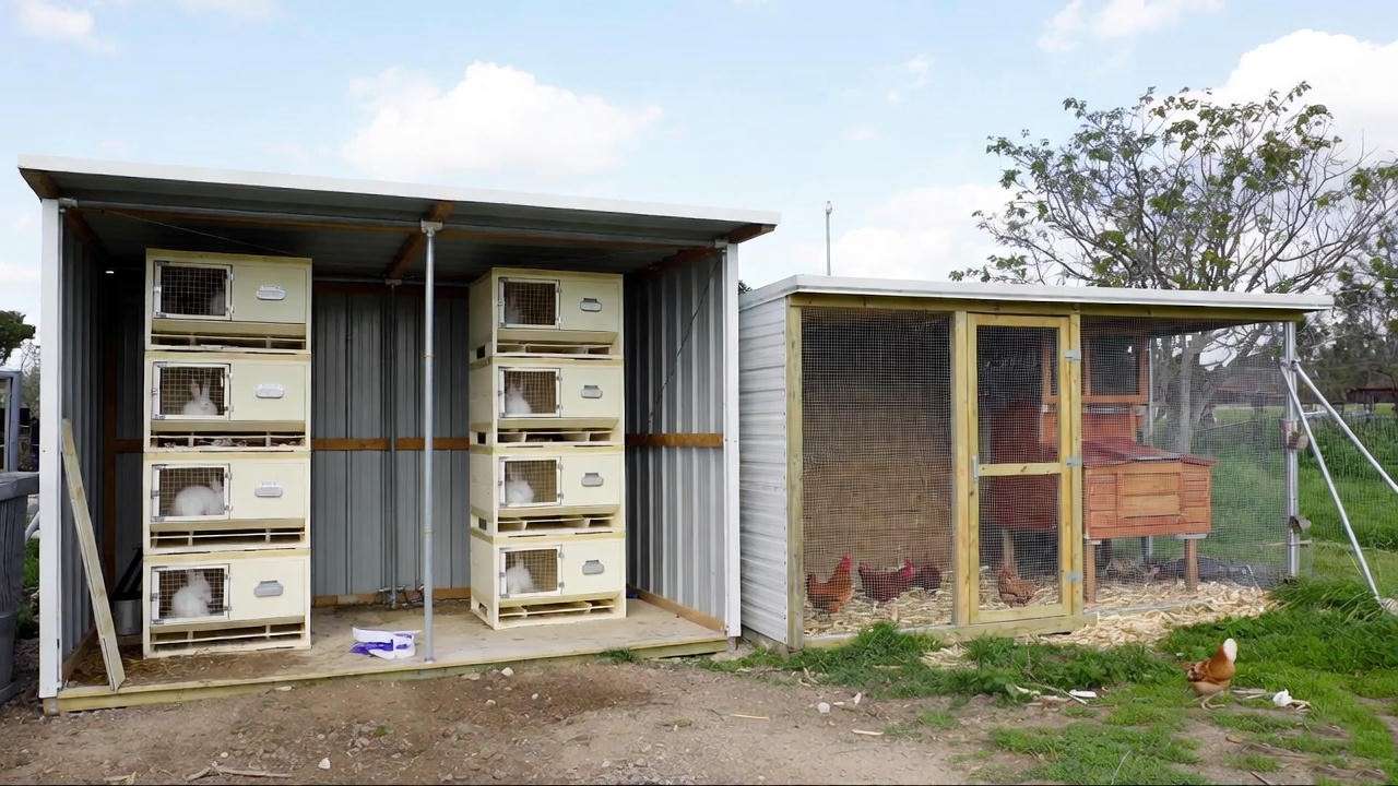  Rabbit housing vs chicken housing space requirements on a small homestead