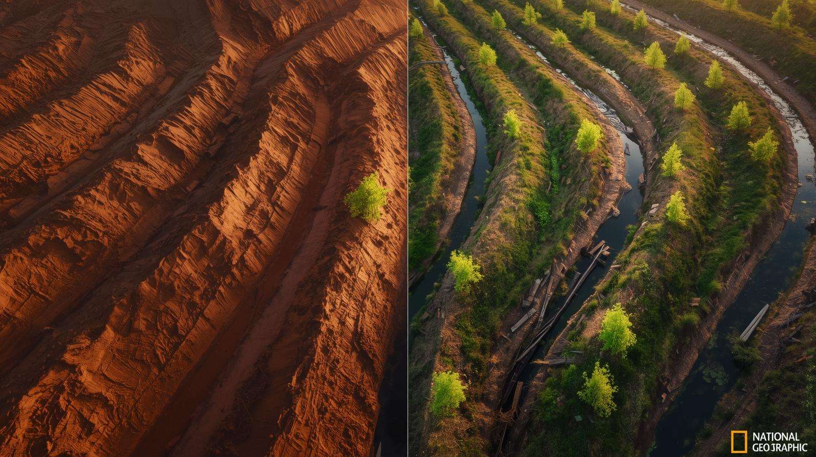 Before-and-after erosion transformation using a swale garden — bare clay vs self-watering food forest.
