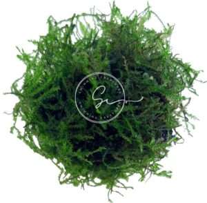 Swimming Creatures Live Aquarium Plants (Java Moss (25sq inch Portion))