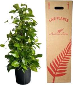 Andersen Farms Golden Pothos Totem Live Plant - 10-inch Grower Pot, Indoor/Outdoor