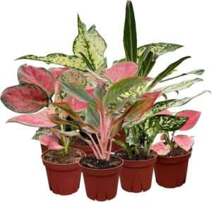 CoollectivePlants Aglaonema Live Plant Combo (Pack of 6) – Grower’s Choice Assorted Chinese Evergreen Indoor Plants Live Houseplants in 4” Growers Pots | Pet Friendly | Easy Care Low Light Houseplants