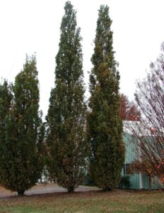 3 ft Tall 3 Year Old Quercus robur Fastigiata, Columnar English Oak, Bare Root, dormant
