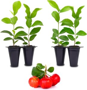 Barbados Cherry Tree (4 Pack) Live Plant for Sale | Easy to Grow Plants | Edible Fruit Plant for Sustainable Living | Grow Your Food on Your Edible Organic Garden