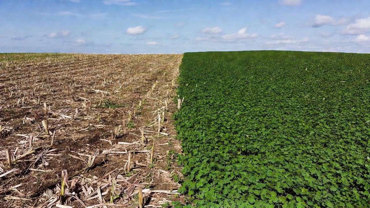 Before-and-after split field showing dramatic difference between no cover crop and clover sprouts in crop rotation