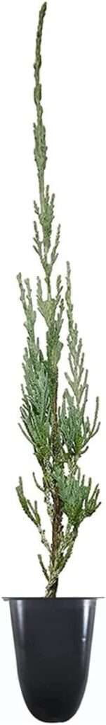 Skyrocket Juniper | 20 Live Plants | Juniperus Scopulorum | Evergreen Privacy Screen, Fast Growing Landscape Tree, Low Maintenance Garden, Ornamental Foliage, Drought Tolerant Plant