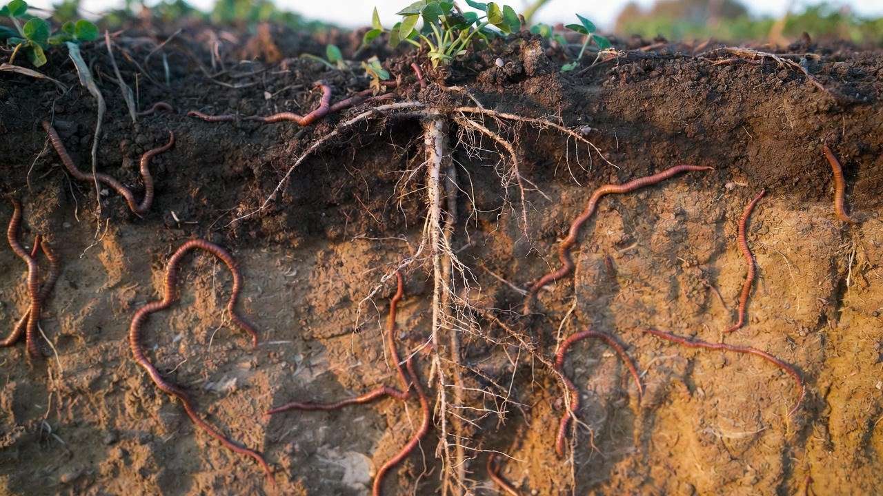 Cross-section showing four-leaf clover roots and earthworms improving soil structure and organic matter