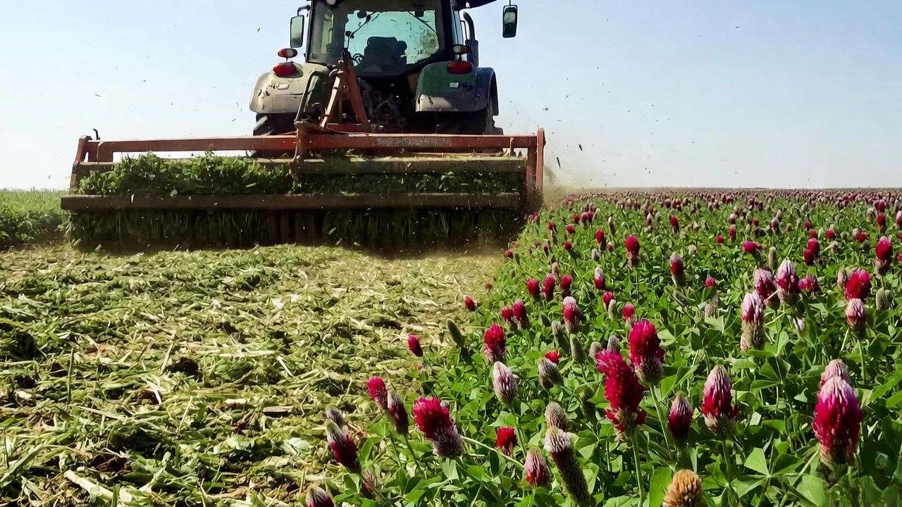 Roller-crimping crimson clover at full bloom for perfect termination method for no-till crop rotation