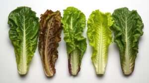 Batavia lettuce nutrient deficiency symptoms in aquaponics: iron, calcium, potassium, nitrogen, phosphorus guide