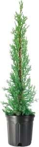 Italian Cypress Tree | 3 Large Gallon Size Trees | Cupressus Sempervirens | Formal Elegant Mediterranean Style Plants