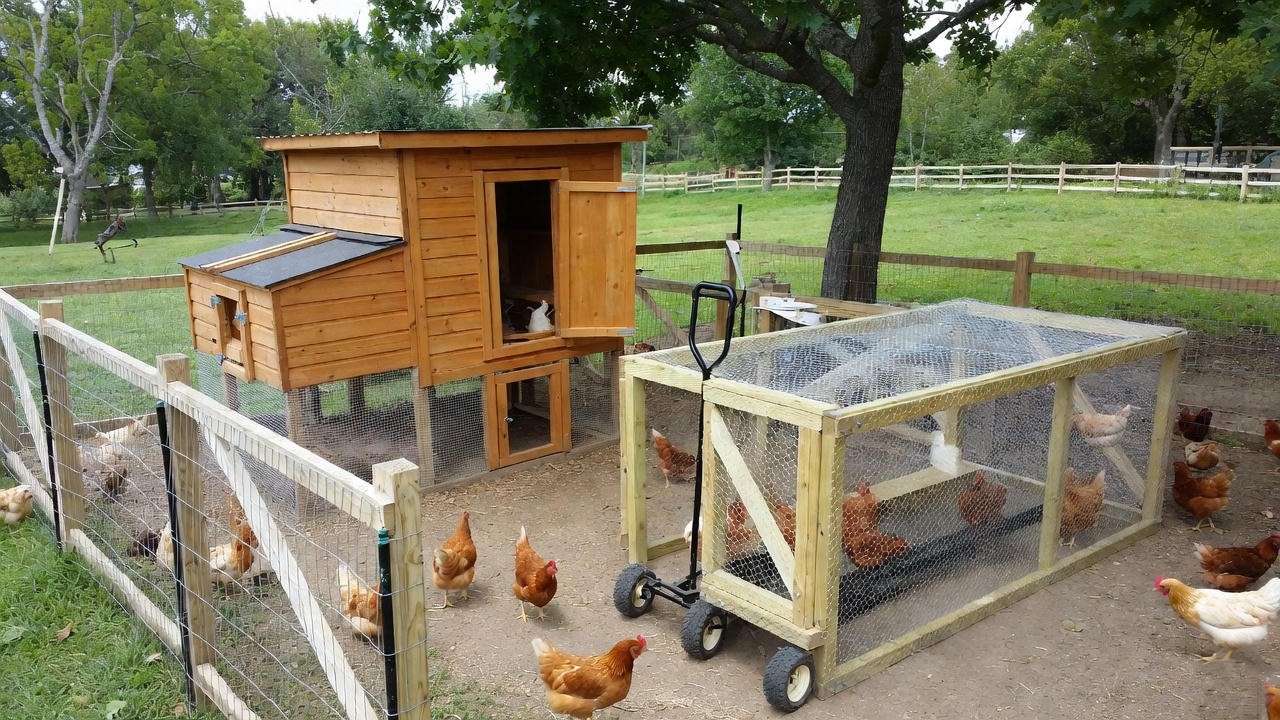 Chicken coop and run housing options for backyard chickens