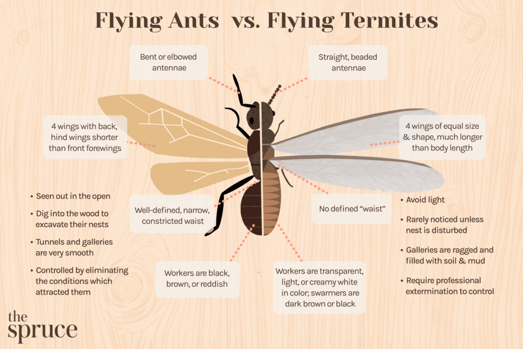 Swarmer Ants - Identify Winged Termites vs. Flying Ants