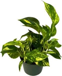 PLANTVERS Golden Pothos in a 6" Grow Pot | Epipremnum Aureum | Devil’s Ivy Indoor Vine | Air Purifying Plant | Low Maintenance & Easy Care Indoor Plant | Tropical Vining Plant | Trailing Houseplant