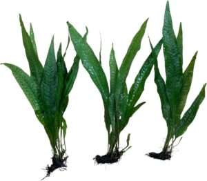 3X Java Fern Easy Aquatic Live Plants for Freshwater Aquariums (3 X Microsorum Java Fern Plants)