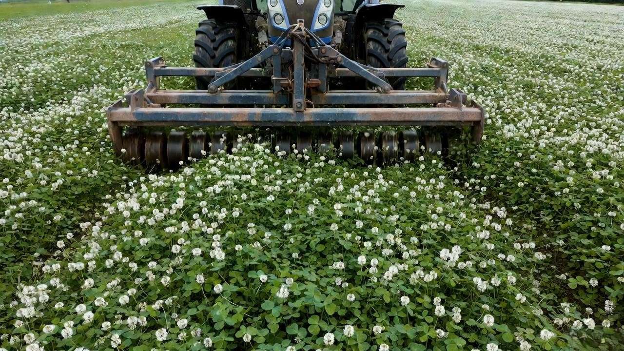 Roller-crimper terminating flowering four-leaf clover stand in spring for clean no-till planting