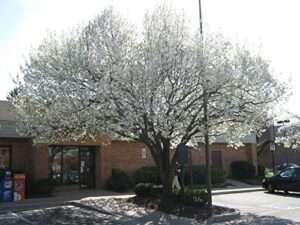 Bradford Pear, Pyrus calleryana, (Callery Pear) 30 Tree Seeds (Fast, Fall Colors)