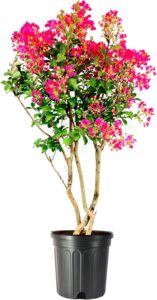 Crape Myrtle Tonto | 1 Extra Large 3 Gallon Plant | Lagerstroemia 'Tonto' | Hardy Fuchsia Blooms | Compact Growth
