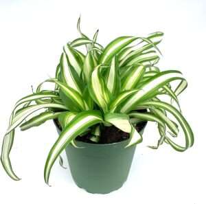 Variegated Spider Plant Chlorophytum Comosum Live Potted Houseplants