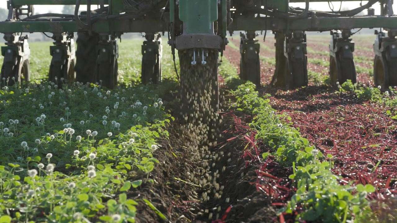 No-till corn being planted directly into roller-crimped clover residue with living white clover strips – advanced crop rotation system