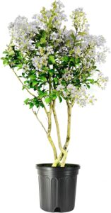 Crape Myrtle Natchez | 1 Extra Large 3 Gallon Plant | Lagerstroemia Indica | Beautiful Low Maintenance White Blooming Flowering Tree
