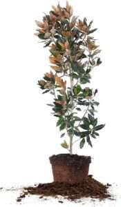 LITTLE GEM MAGNOLIA - Size: 4-5 ft, live plant, includes special blend fertilizer & planting guide