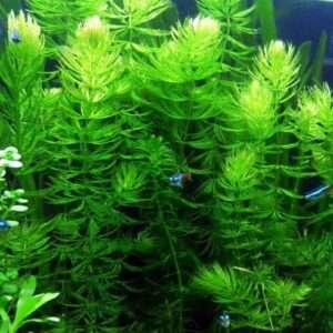 4 Hornwort Bunch - 5+ Stems | Ceratophyllum Demersum - Beginner Tropical Live Aquarium Plant
