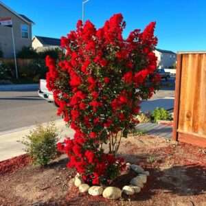 Red Crape Myrtle Tree - 6-12" Tall Live Plant - Quart Pot - Flowering, Fast Growing, Ornamental Crepe Myrtle Seedling - Lagerstroemia Indica