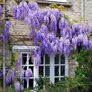Blue Wisteria Live Plant, Wisteria Tree, 6 to 12 Inch Plant in Pot, Fully Rooted, Hardy Perennial Flower Plants, Dormant in Winter