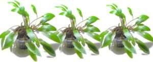Marcus Fish Tanks - 3X Cryptocoryne Wendtii Green Pots Crypt Wendtii Easy Live Aquarium Plants for Aquatic Freshwater Fish Tank