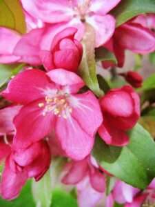 Centurion Crabapple Tree, Vibrant Pink-Red Flowering, Cold Hardy, Vibrant Reddish Foliage, 7 Gallon (Due to Agricultural Laws, we Cannot Ship to CA, AZ, AK, or HI)
