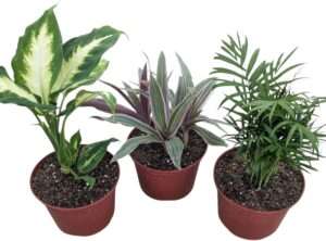 Live Indoor Plants Collection, 6 Inch Potted Houseplants Set with Dieffenbachia Camille, Moses in The Cradle Tricolor, Parlor Palm, 3 Pack