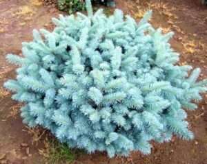 Globosa Colorado Dwarf Blue Spruce - Compact Ball 2 - Year Live Plant