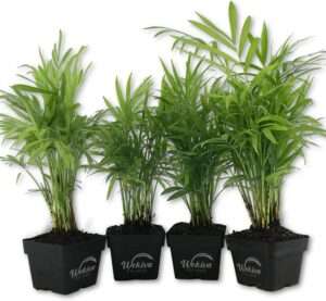 Neanthe Bella Parlor Palm - 4 Live Plants in 3 Inch Pots - Chamaedorea Elegans - Beautiful Clean Air Indoor Houseplant 
