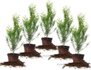 Perfect Plants Thuja Green Giant 1 Gallon 5-Pack | Privacy Evergreen Arborvitae | Adaptable Lush Green Foliage