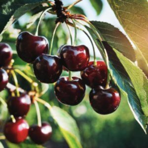 2 Black Cherry Trees Live Plants for Planting, Sweet Cherry Plants Live Fruits Trees, Bareroots Dormant 1.5-2 Feet Tall, Wild Black Cherry Seedlings