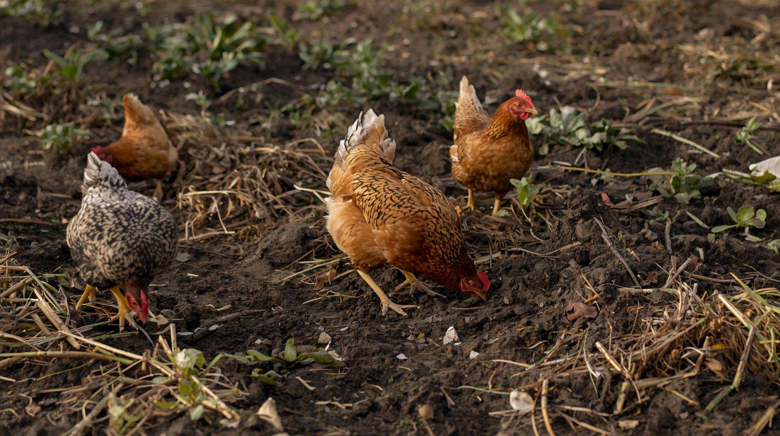 Chickens safely foraging in garden beds after harvest for soil cleanup