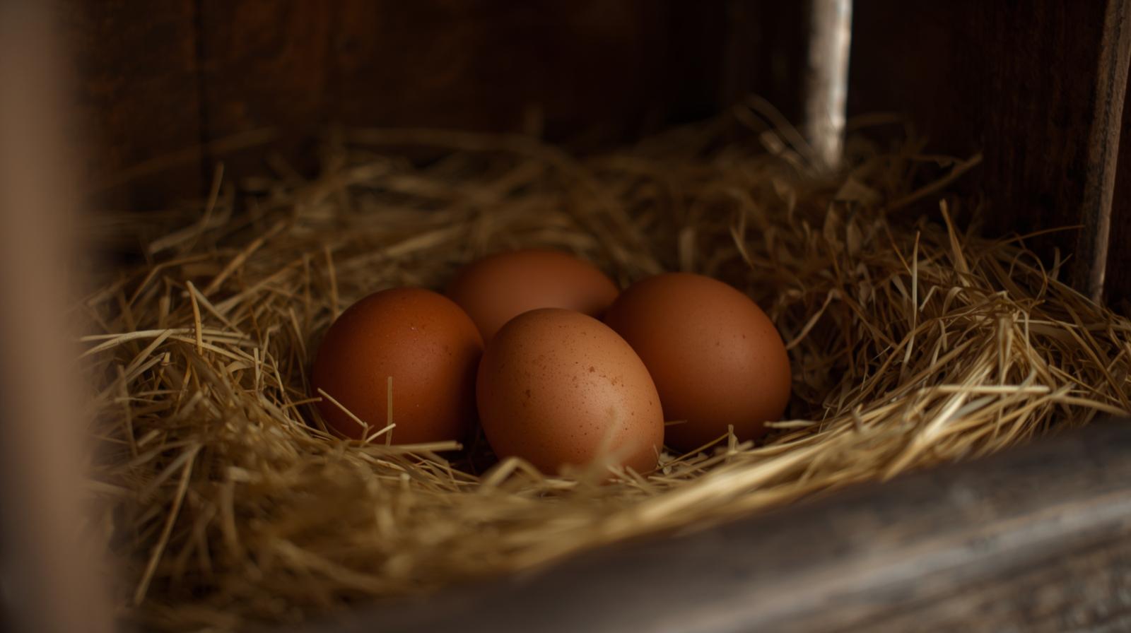  Fresh eggs in a chicken nest box from backyard hens
