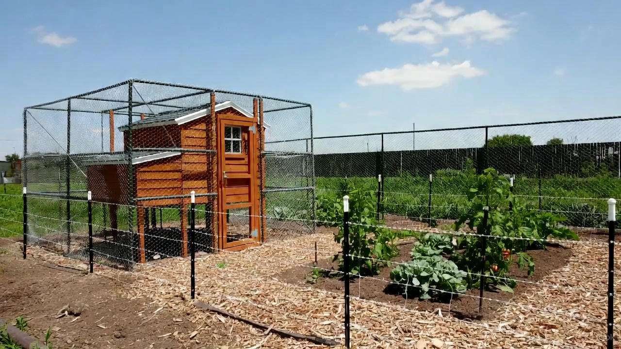 Protect Chickens and Gardens from Coyotes Foxes Raccoons