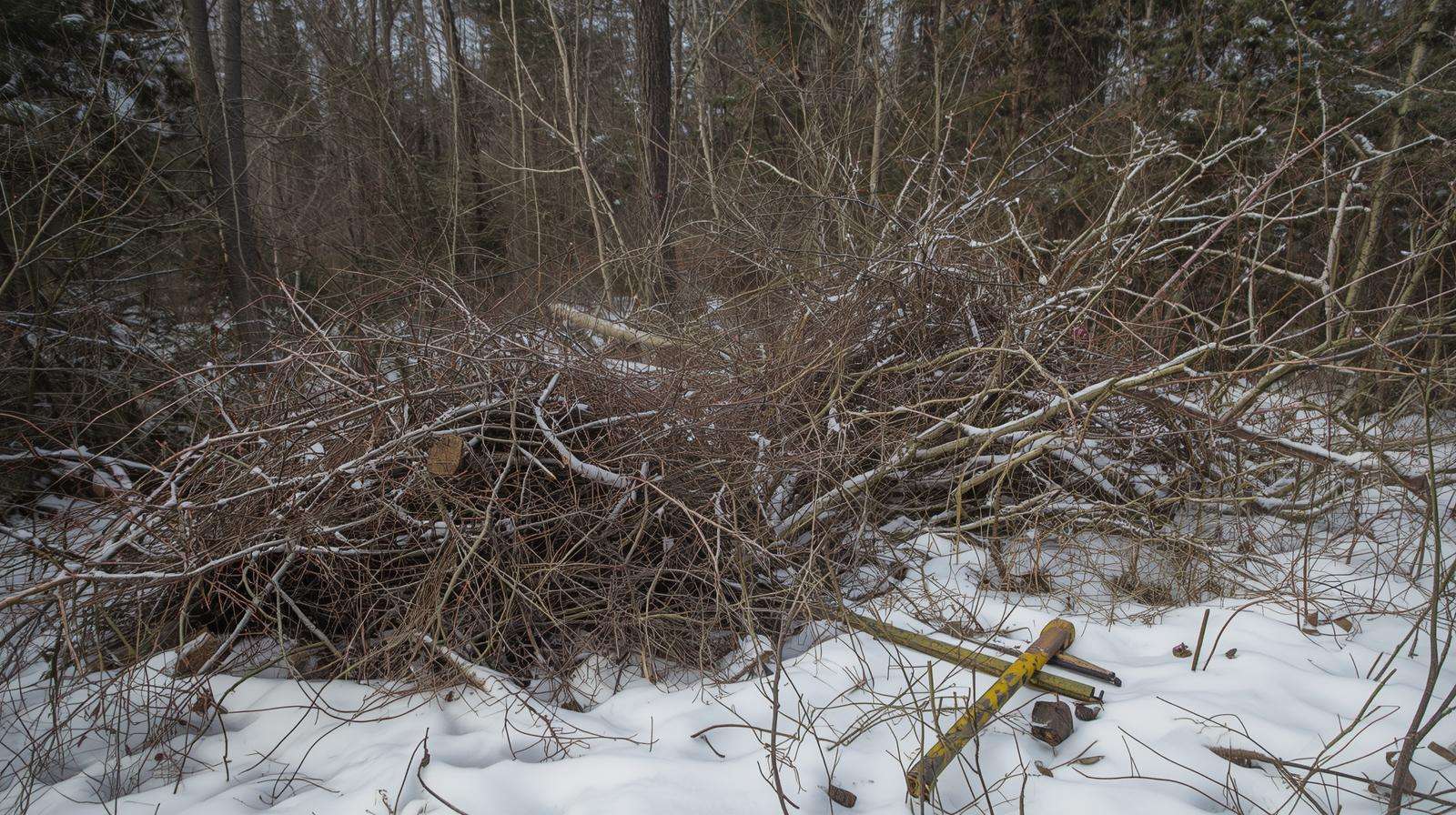 Removing invasive bush honeysuckle in winter woods for agroforestry management