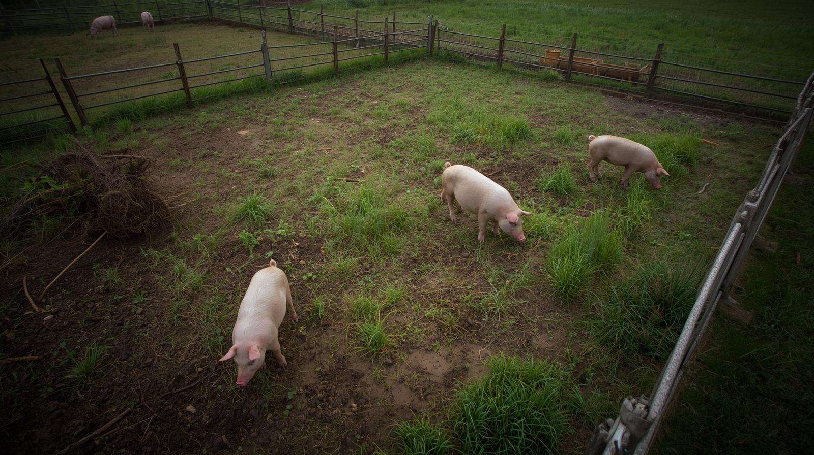Space requirements for keeping pigs on small US properties