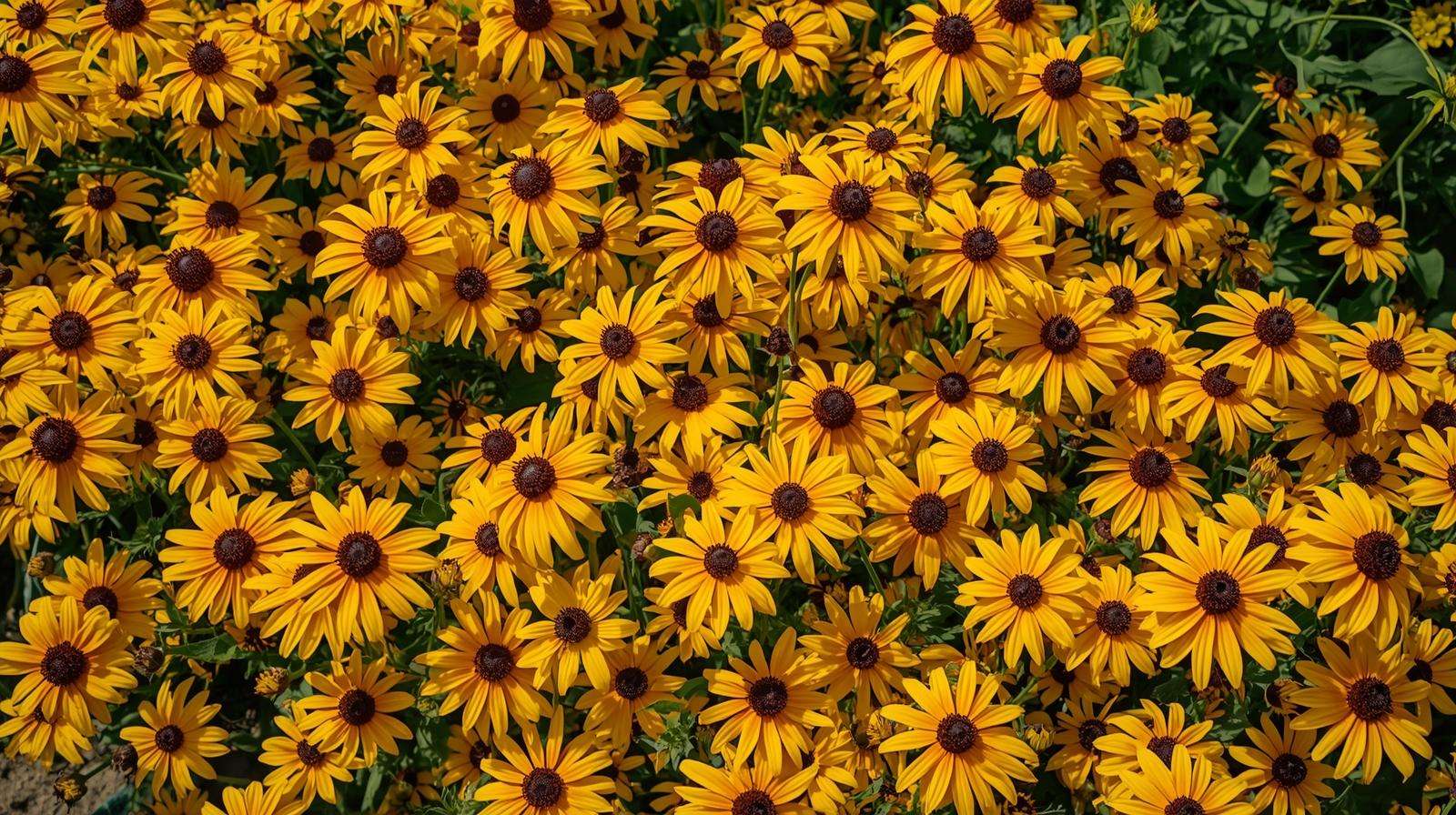 Rudbeckia Goldsturm black-eyed Susans massed in summer perennial border