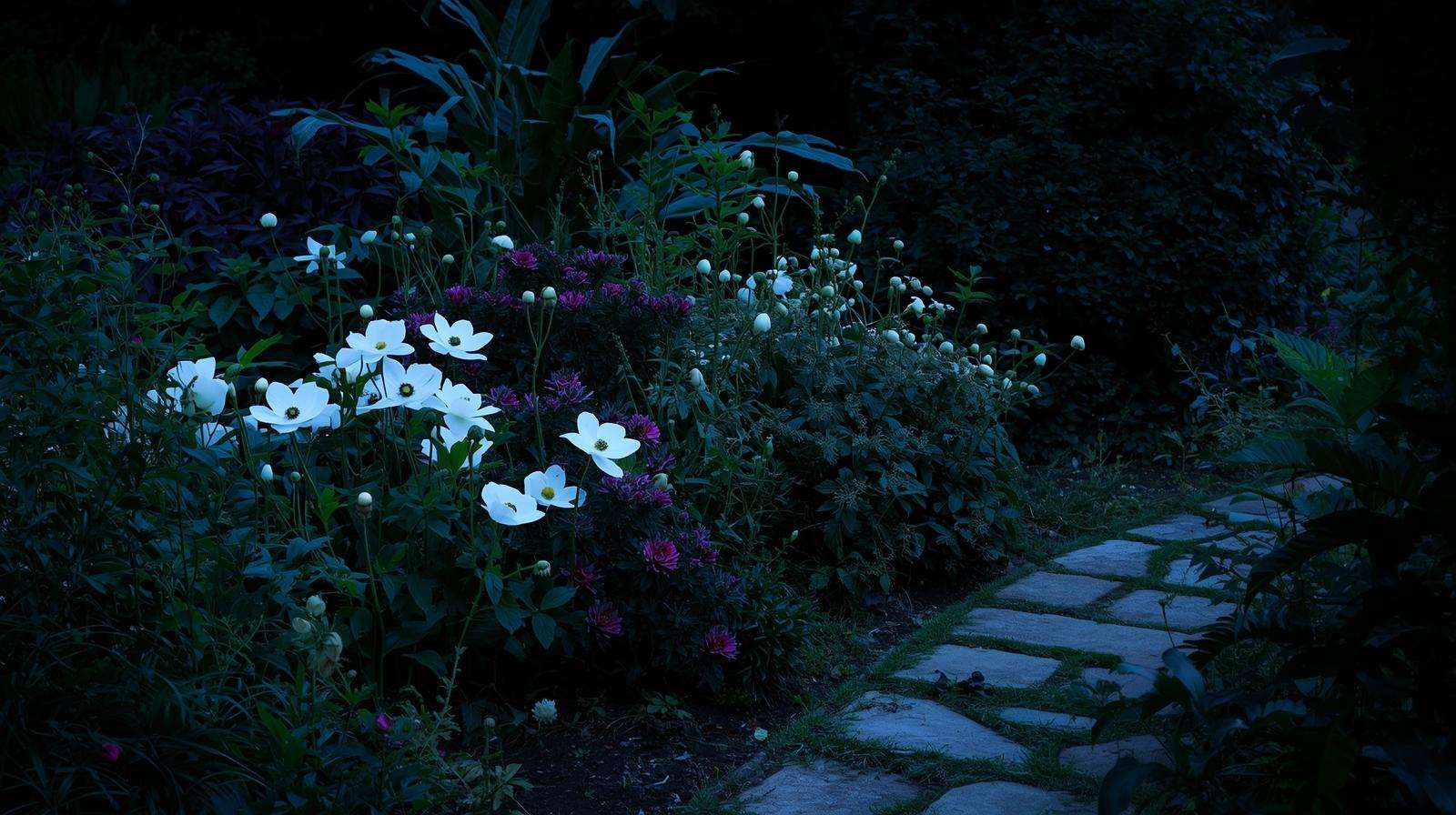 Moonlight garden design featuring perennial plants with white flowers for evening elegance.