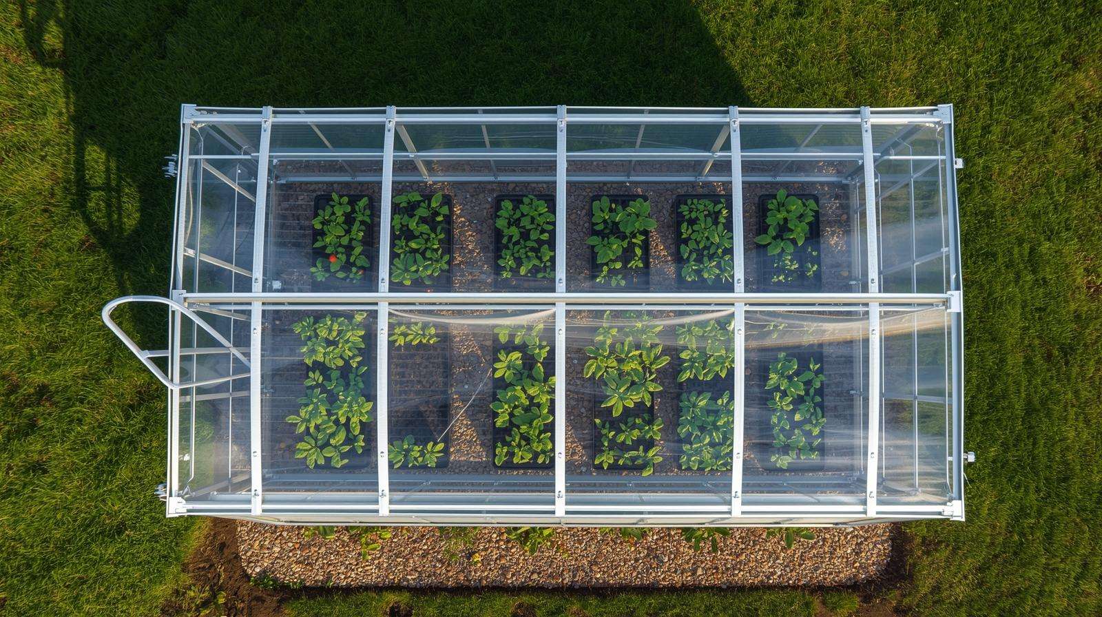 Small commercial starter greenhouse kit in use — starter greenhouses on a budget with reliable aluminum frame and healthy seedlings for early season starts. Image 3