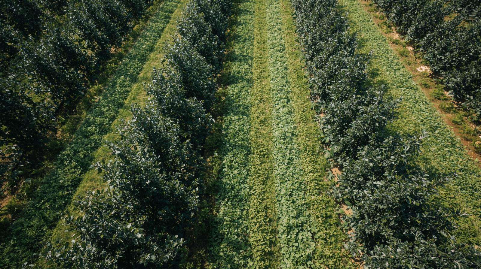 Low-Maintenance Orchard Floors: Best Options & Setup Guide