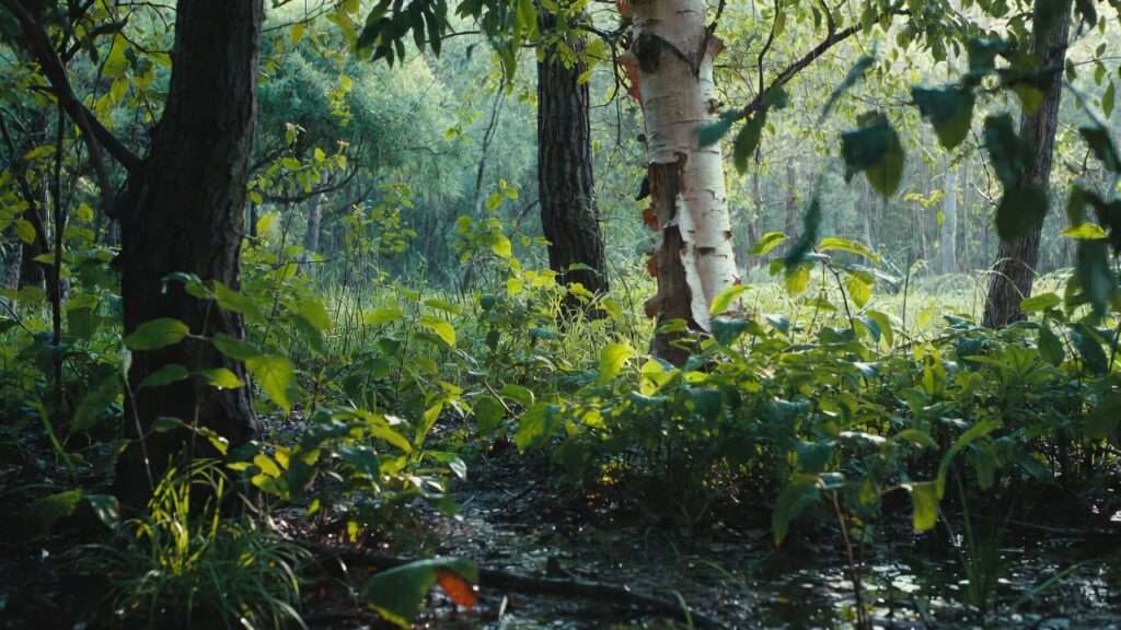 Native clay tolerant trees like river birch in wet heavy soil permaculture setting