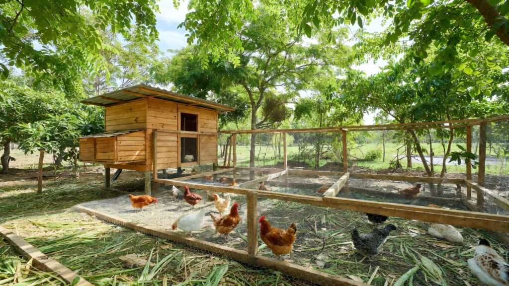Shaded chicken run with agroforestry trees and mulch for natural cooling in hot summer farm.