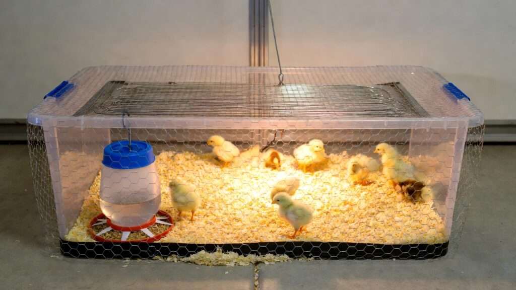 Beginner indoor chick brooder setup with radiant heat plate, bedding, feeder, and waterer for safe raising of baby chicks