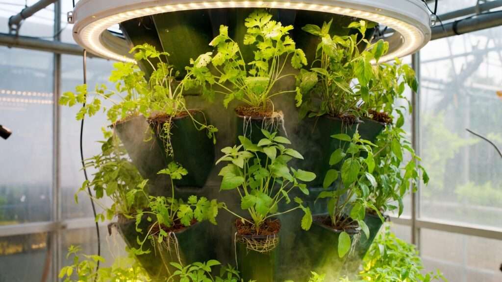 Vibrant Mexican herbs growing in a modern vertical aeroponic tower system for year-round production
