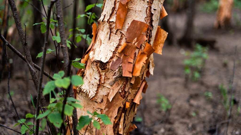 River birch tree with peeling bark thriving in wet clay soil