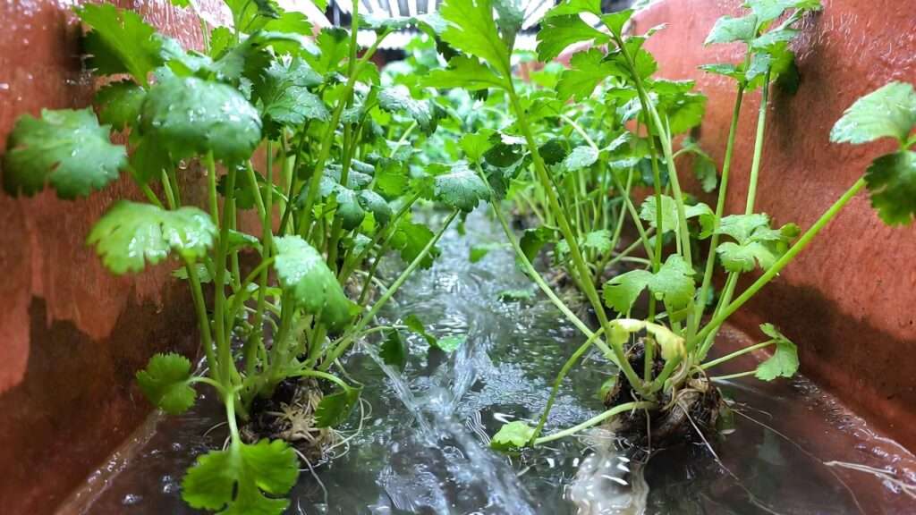 Fresh cilantro growing in vertical NFT hydroponic channels, ideal for Mexican cuisine